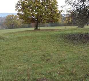 Jungviehweide