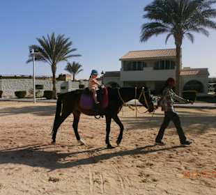 "Tiger" und Mohammed