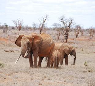 Wieder rote Elephanten