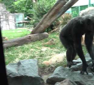 Tierpark Hellabrunn - Welt der Affen