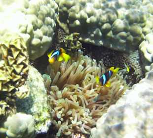 Wunderschöne Unterwasserwelt