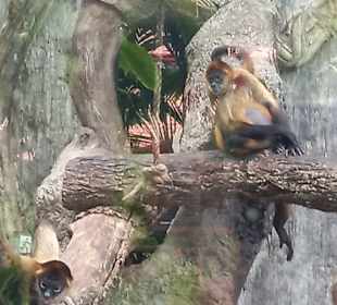 Diamante Eco Adventure Park