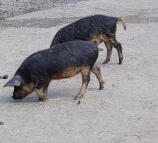 Wildparkimpressionen