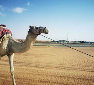 Wüstensafari Desert Safari Dubai