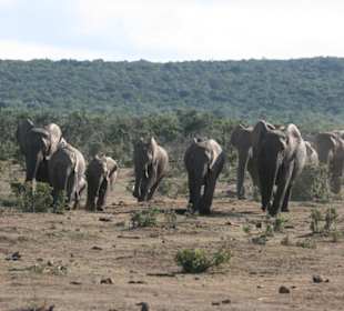Addo Elephant Park