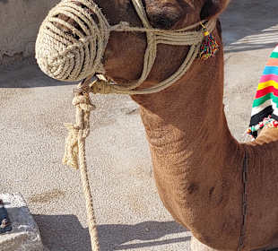 Kamelreiten Sousse