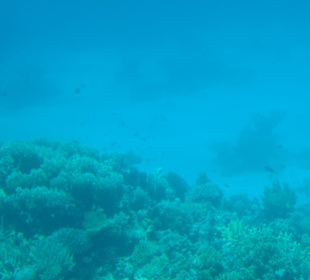 Glasbodenboot Tour Hurghada