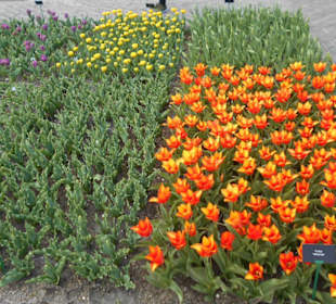 Blumenpracht im Keukenhof
