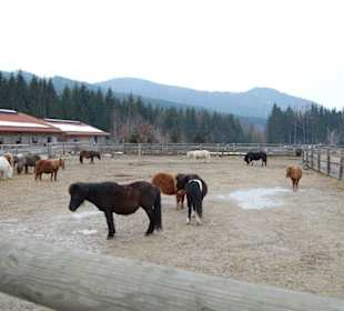 Ein entspanntes Pferdeleben