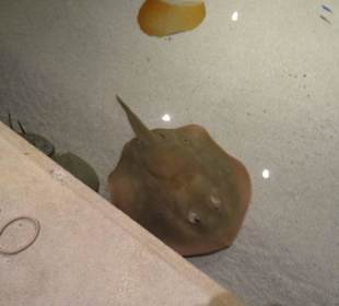 Streichelbecken für die Kinder