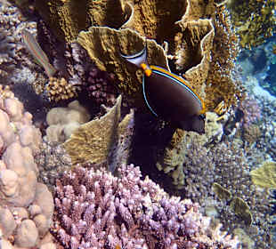 Schnorcheln Marsa Alam