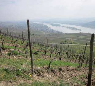 Osteinscher Landschaftspark Weinberge