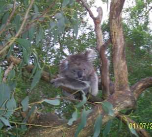 Koala Conservation Centre