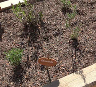 Arzneipflanzengarten Klosterreichenbach