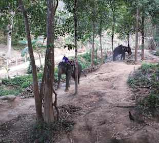 Excursion on elephants