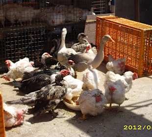 Auch lebende Tiere werden angeboten 