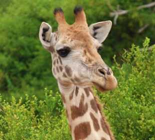 Eine Giraffe in den Baumkronen