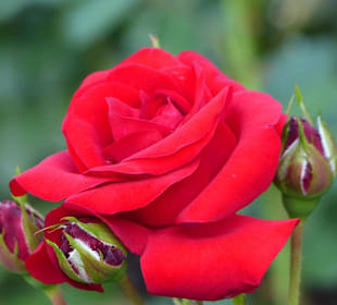Ros15 - eine der letzten Rosen