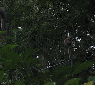 Affen in den Bäumen