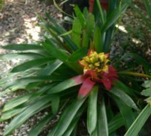 Manati park bavaro