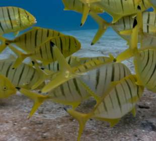 Schnorcheln Marsa Alam