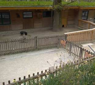 Eurasienbereich - Streichelzoo