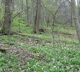 Wanderung rund um das Rusenschloss Gerhausen