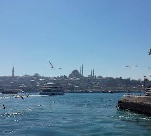 Чайки на Босфоре