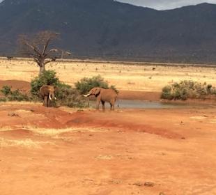 Tsavo East National Park, 2. Tag