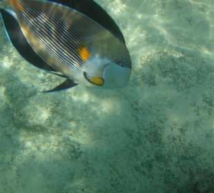 Angriffslustiger Doktorfisch