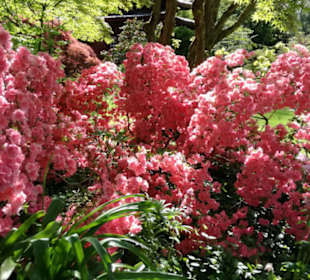 Japanischer Garten Leverkusen