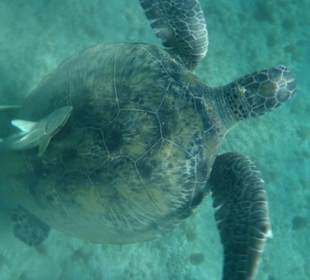 Żółwie w Abu Dabbab   