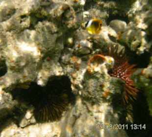 Seeigel im Korallenriff