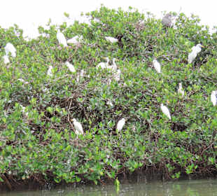 Vögel auf den Mangroven
