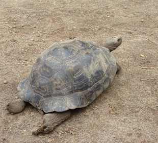 Riesenschildkröten in der Schildkrötenfarm