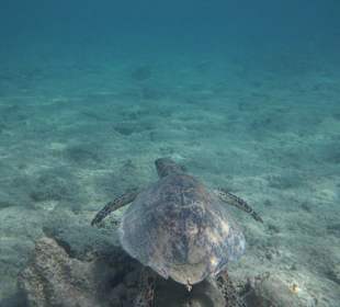 Schildkröte im flachen Wasser