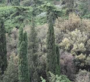 Kartlis Deda - Botanischer Garten