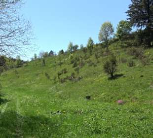 Magolsheimer Buchtalweg
