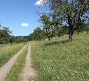 Eduard Lucas Musterobstgarten Mähringen