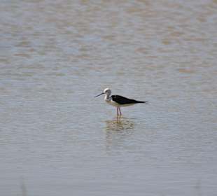 Naturpark S'Albufera