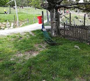 Alpen Wildpark Feld am See