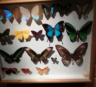 Alpen Wildpark Feld am See