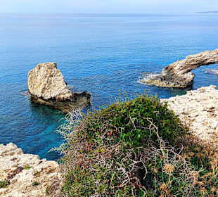 Ayia Napa Bogen Monachus Monachus