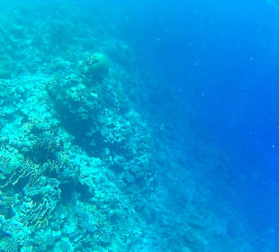 Co można napotkać w wodzie