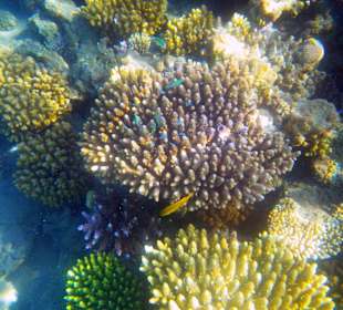 Korallen mit Bewohnern