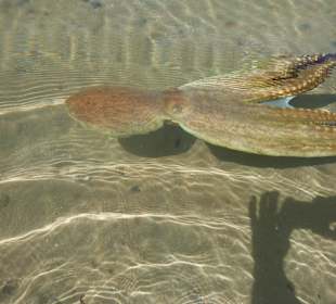 Tintenfisch Besuch am Strand