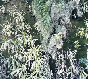 Vertical Garden