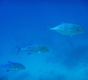 Blauflossenmarkrelen