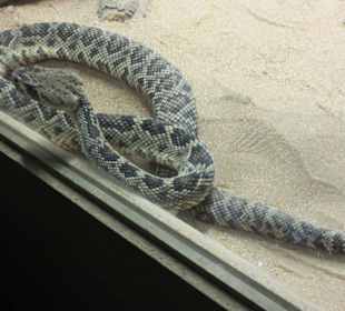 Die war ganz aufgeregt und neugierig