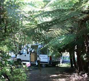 DOC Camping Waipoua Forerst Coromandel